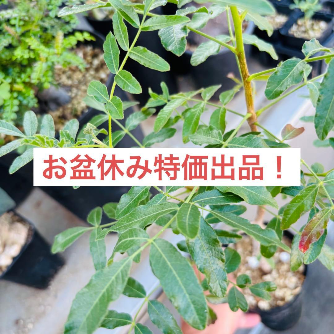 お盆休み特価！ 超希少 オペルクリカリア ムルチジュガ パワータンク