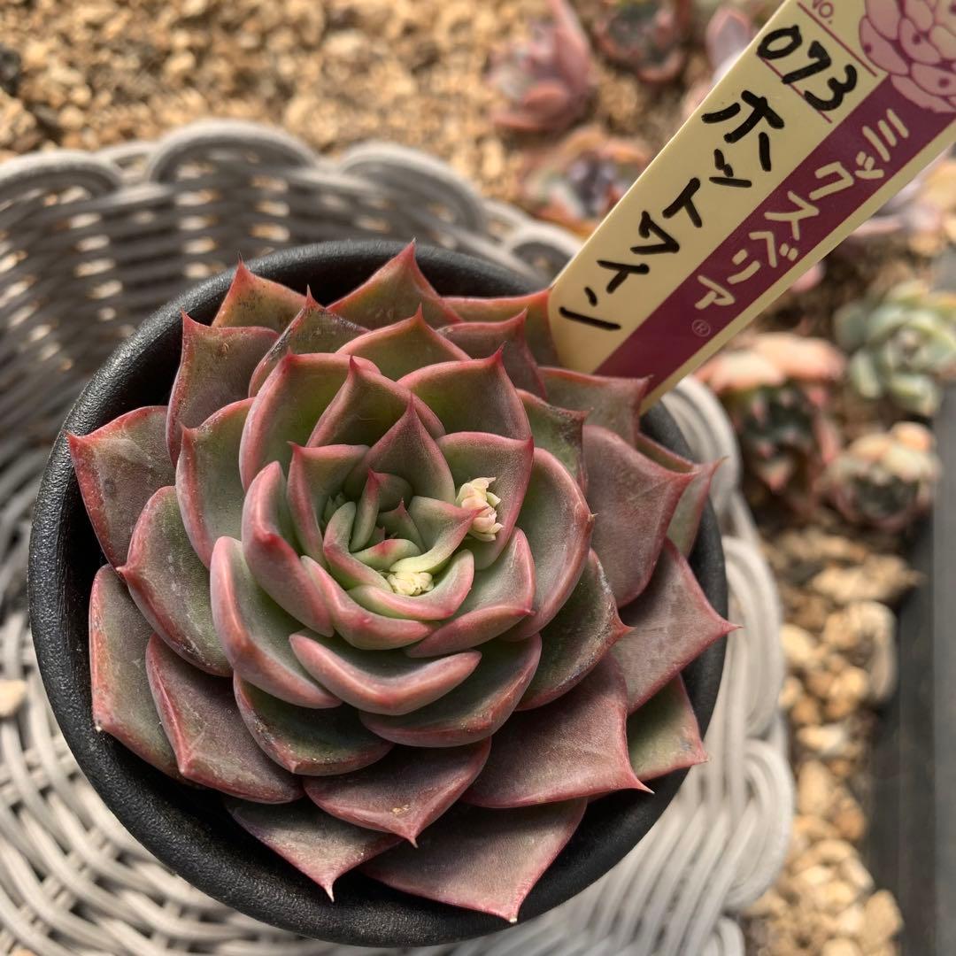 おらいさん苗 ミックスベリア 073 ホットワイン 札付き 2/23撮影