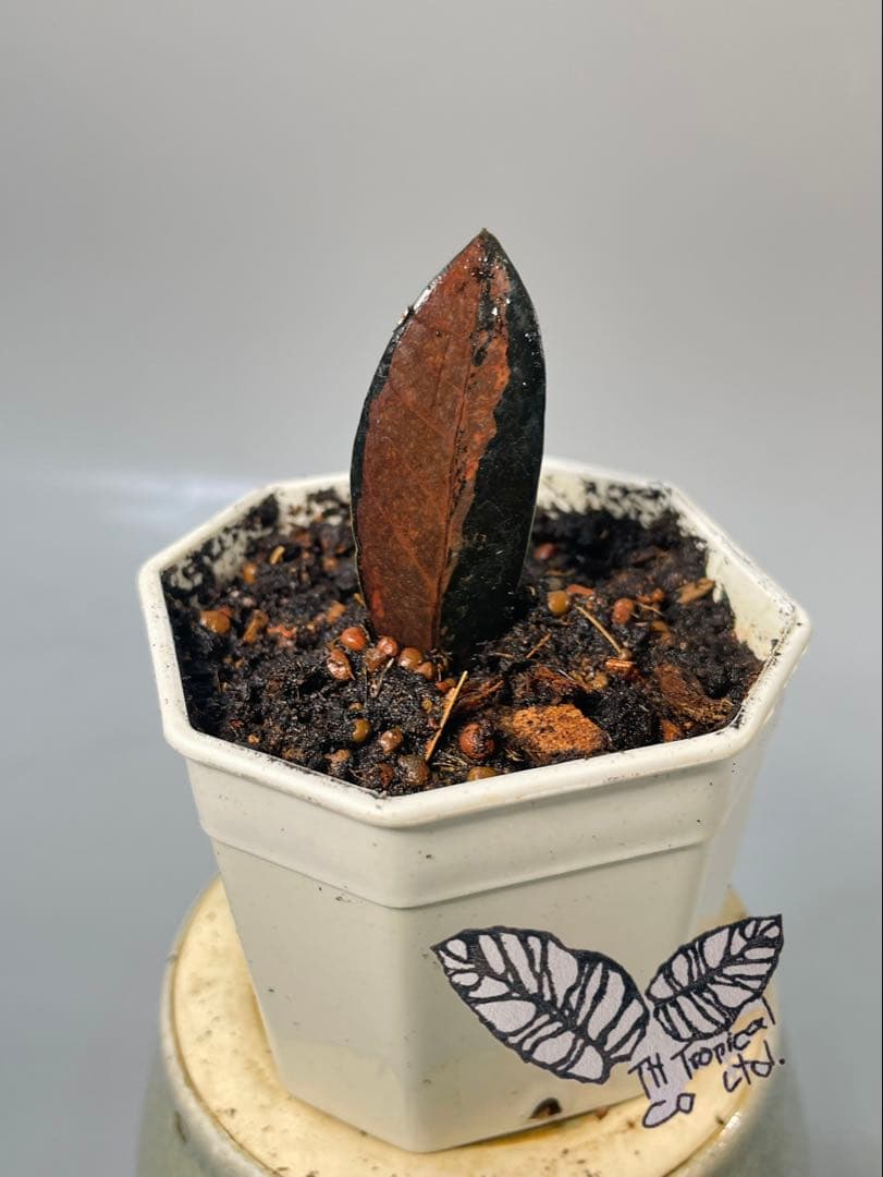 ザミオクルカス ブラック ピンクバリエガータ斑入りZZ plant 14 The most beautiful ZZplant ザミオクルカス ブラック ピンク