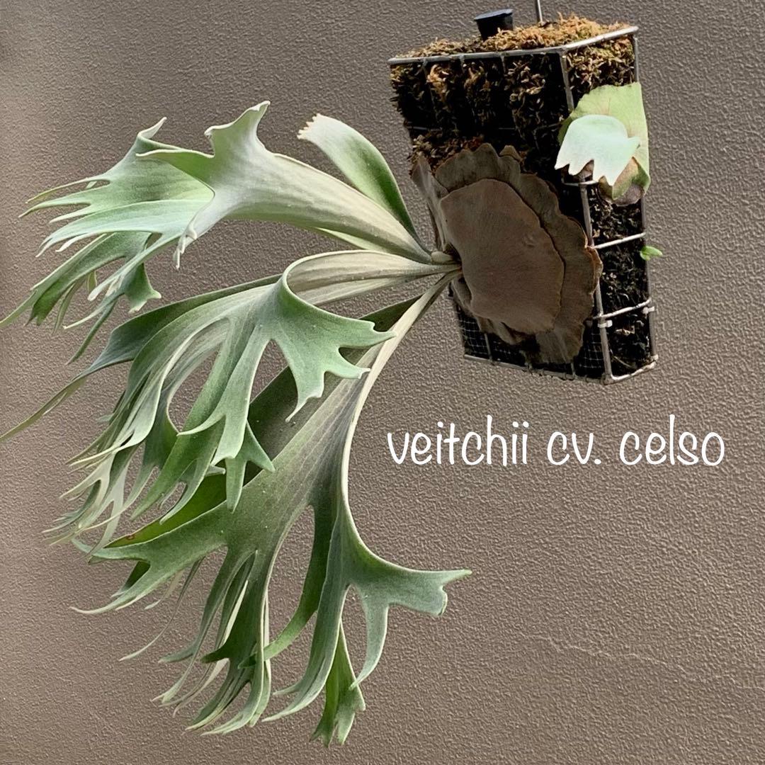 OC株 veitchii cv.celso Tatsutaセルソビカクシダ20 - メルカリ