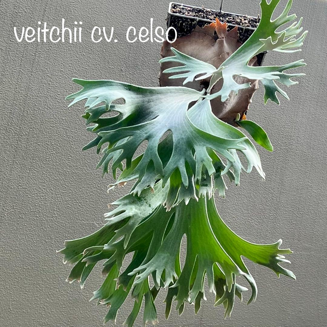 OC株 veitchii cv.celso Tatsutaセルソビカクシダ20 - メルカリ