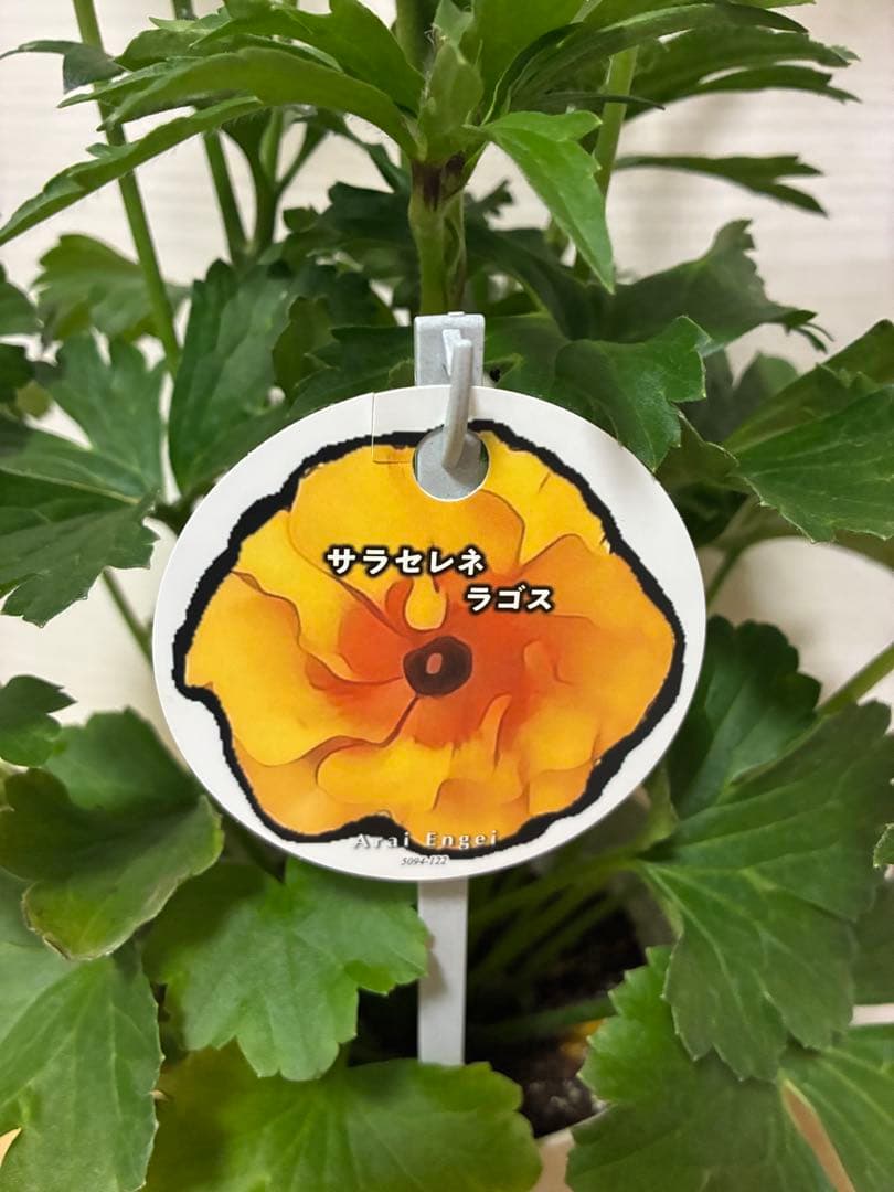 洋蘭 胡蝶蘭原種 シレリアナ ピンクバタフライ 超レア☆【強香大株