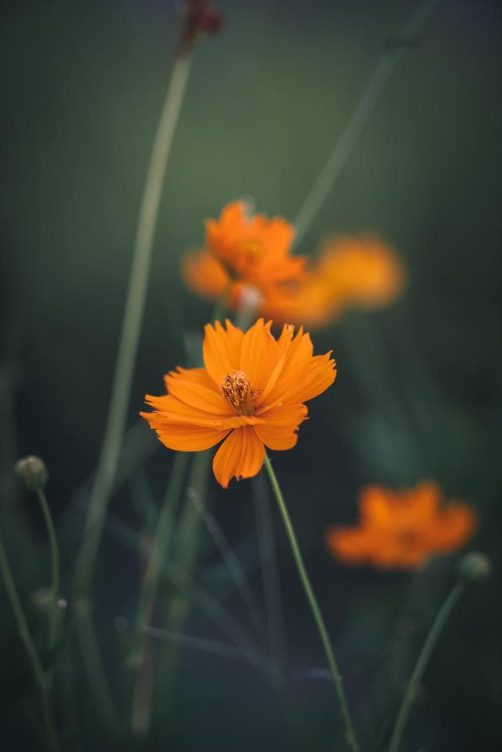 木村文乃使用モデル！Leica Elmarit 90mm F2.8オールドレンズ - メルカリ