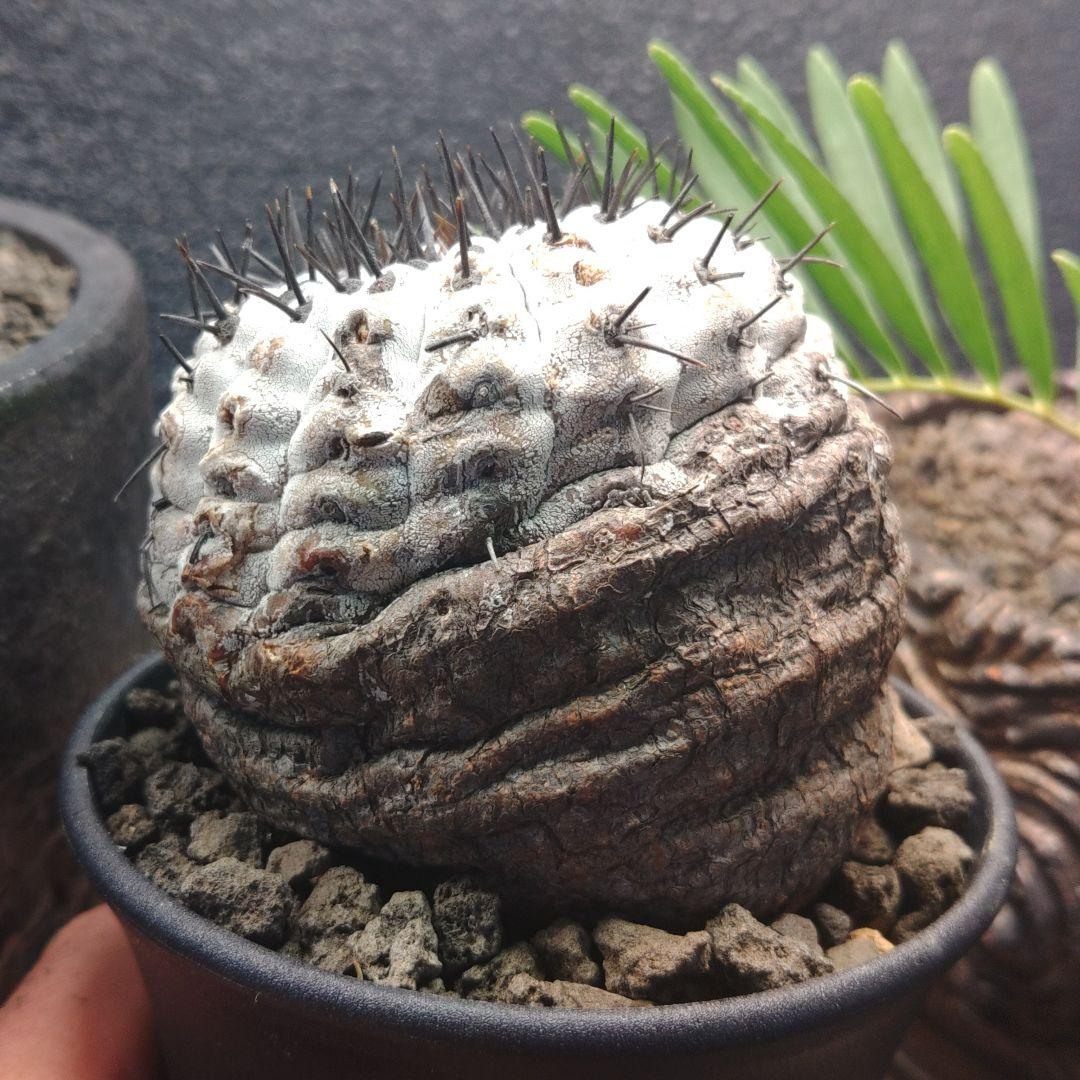 黒王丸コピアポア Copiapoa コルムナアルバ 現地球 白肌美株 弧竜丸