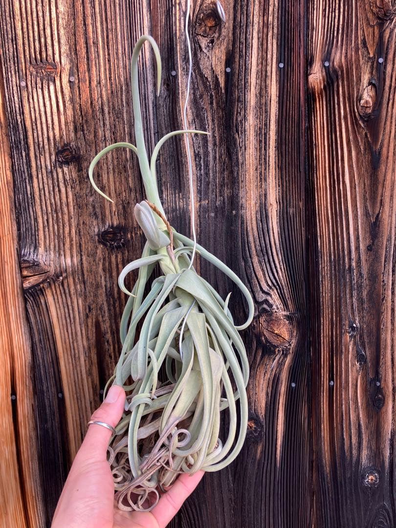 あんな⭐︎さん　専用　ドゥラティまとめ