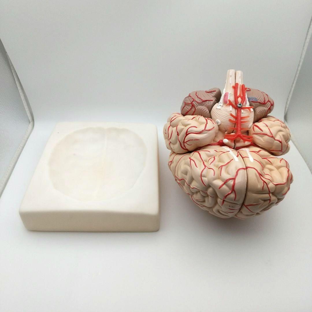 値下【美品】人脳8分割モデル 前頭葉 頭頂葉 側頭葉 後頭葉 脳幹 小脳