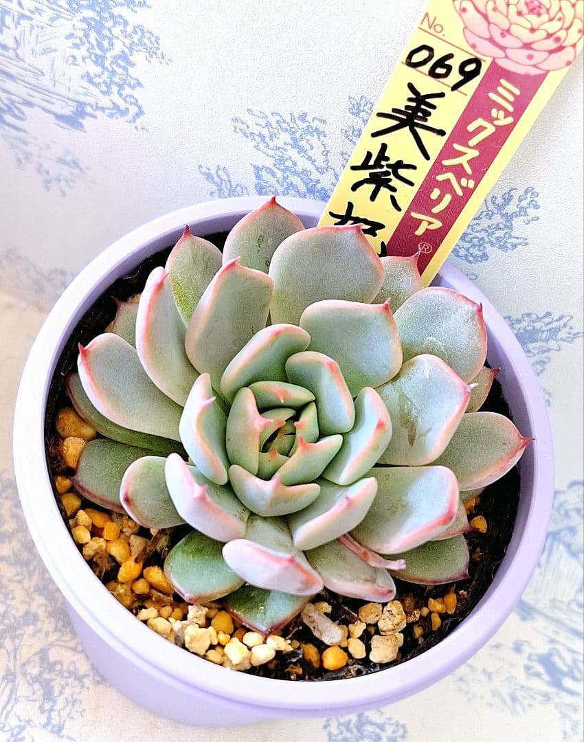 美紫妃 札付きポットごとメルカリ便おらいさん苗ミックスベリア - メルカリ