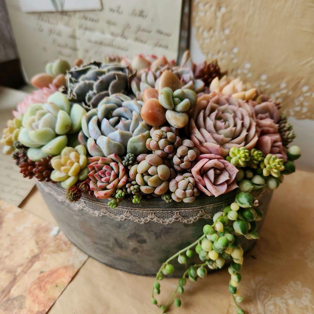 多肉植物寄せ植え そのまま飾れる ブリキポット♡ - メルカリ