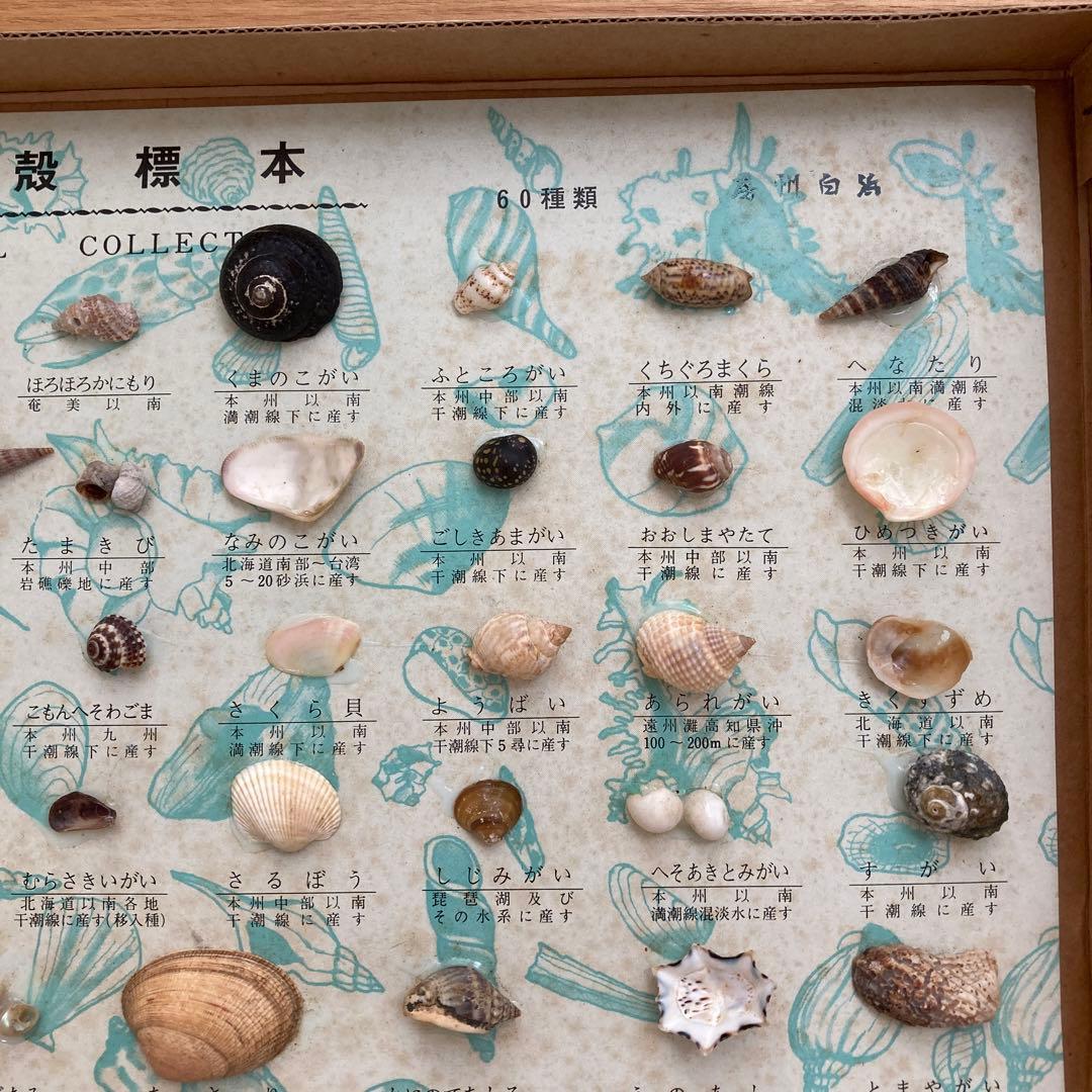 貝殻 標本 60種類 箱入り 昭和レトロ - メルカリ