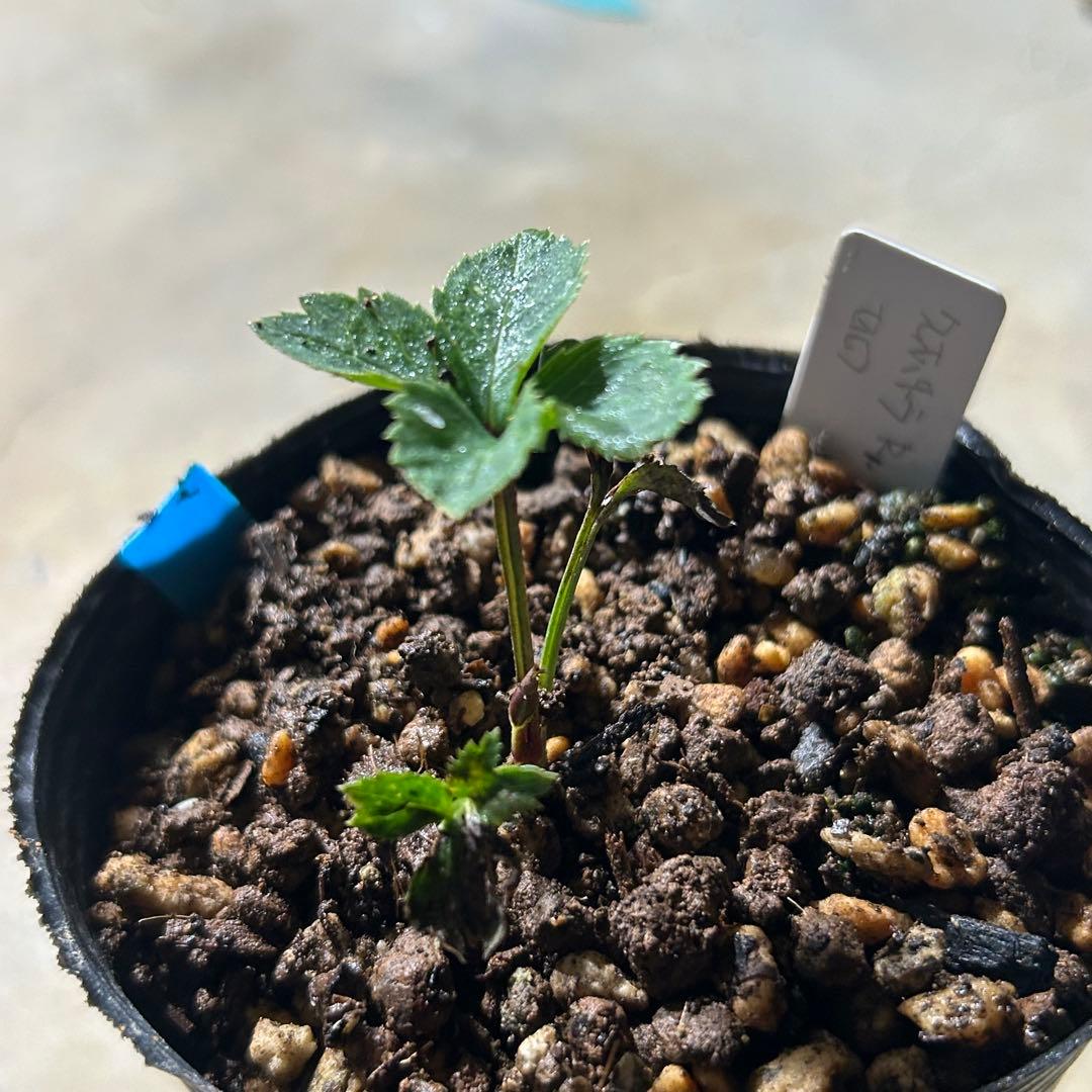 もり子様専用「歳末セール」クリスマスローズ 苗 セット