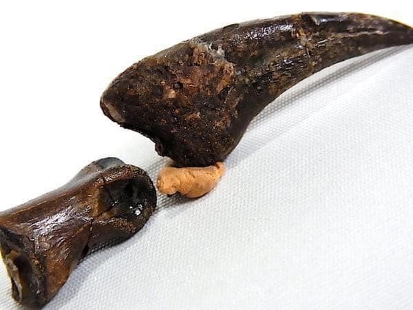 貴重 ラプトル 恐竜化石 爪 ハンドクロー - メルカリ