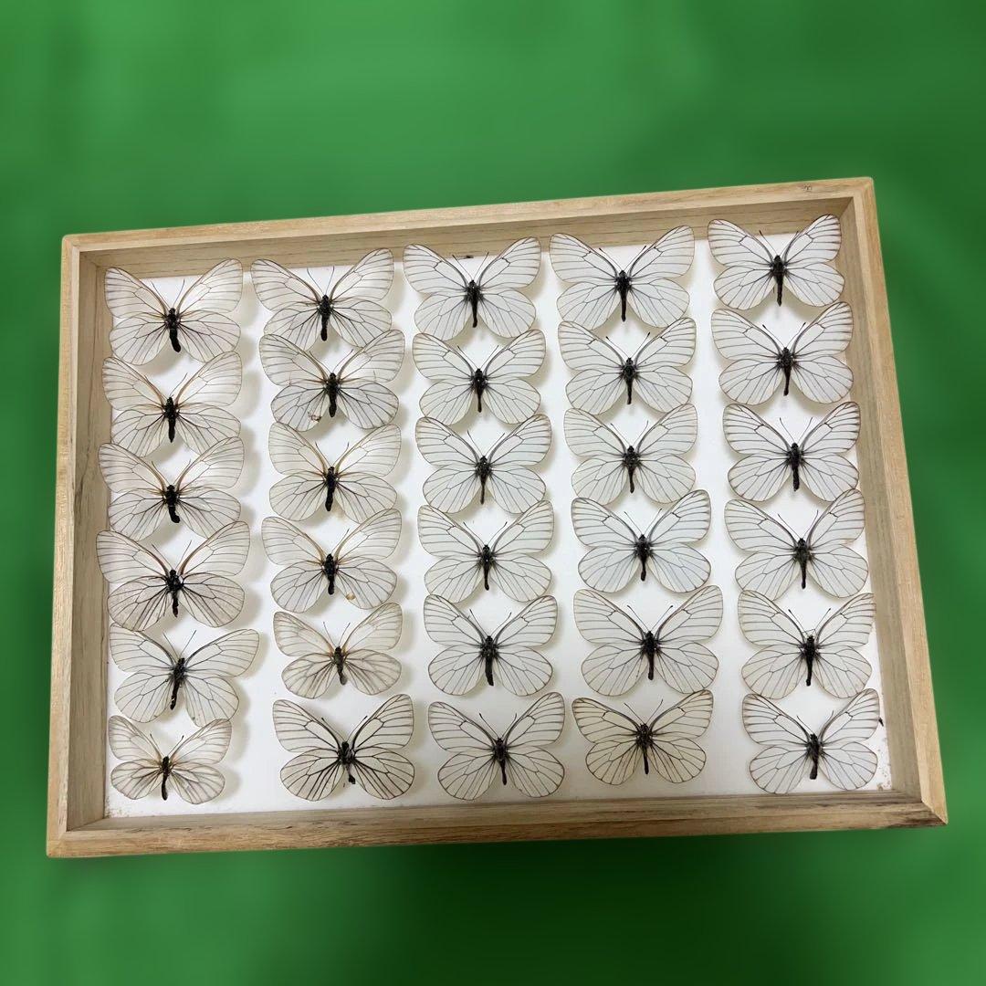 希少蝶標本現状品のみドイツガラスケースサイズ40x30x6cm 現状品のみ 希少蝶標本現状品のみドイツガラスケースサイズ40x30x6cm 現状品のみ