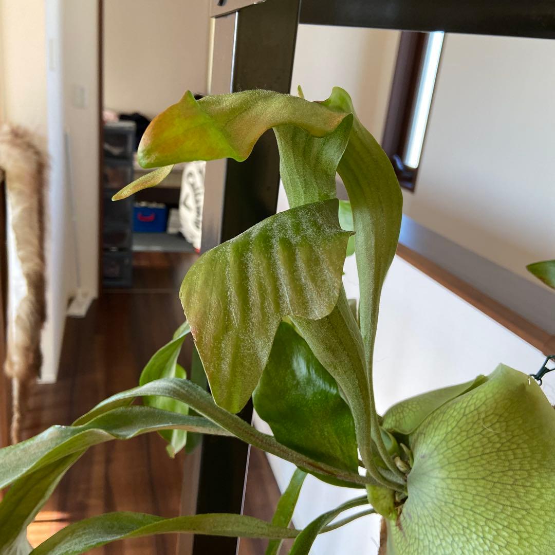 ビカクシダ 吊り鉢 大きめ 緑色 - メルカリ