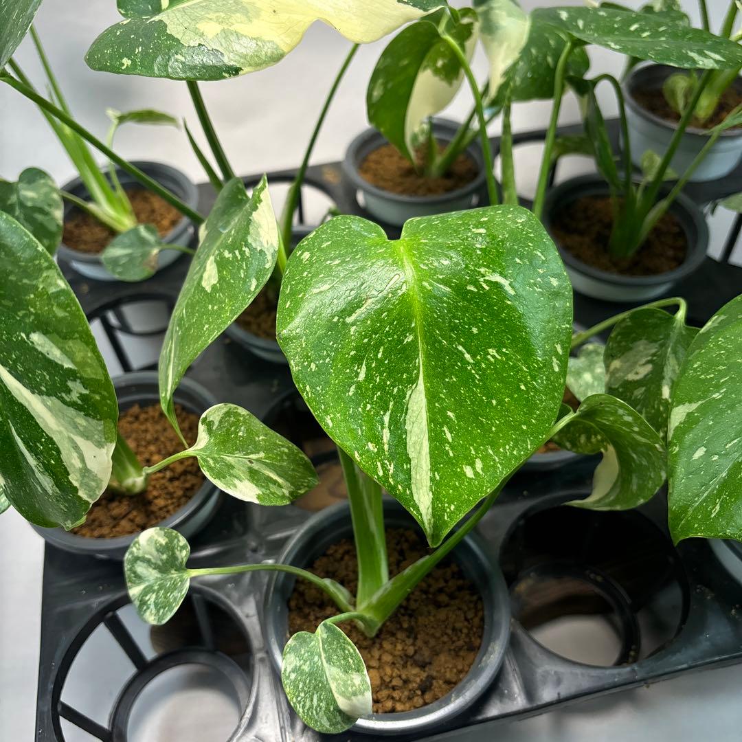 K*様 10株セットms05【特別選抜】モンステラ・タイコンステレーション