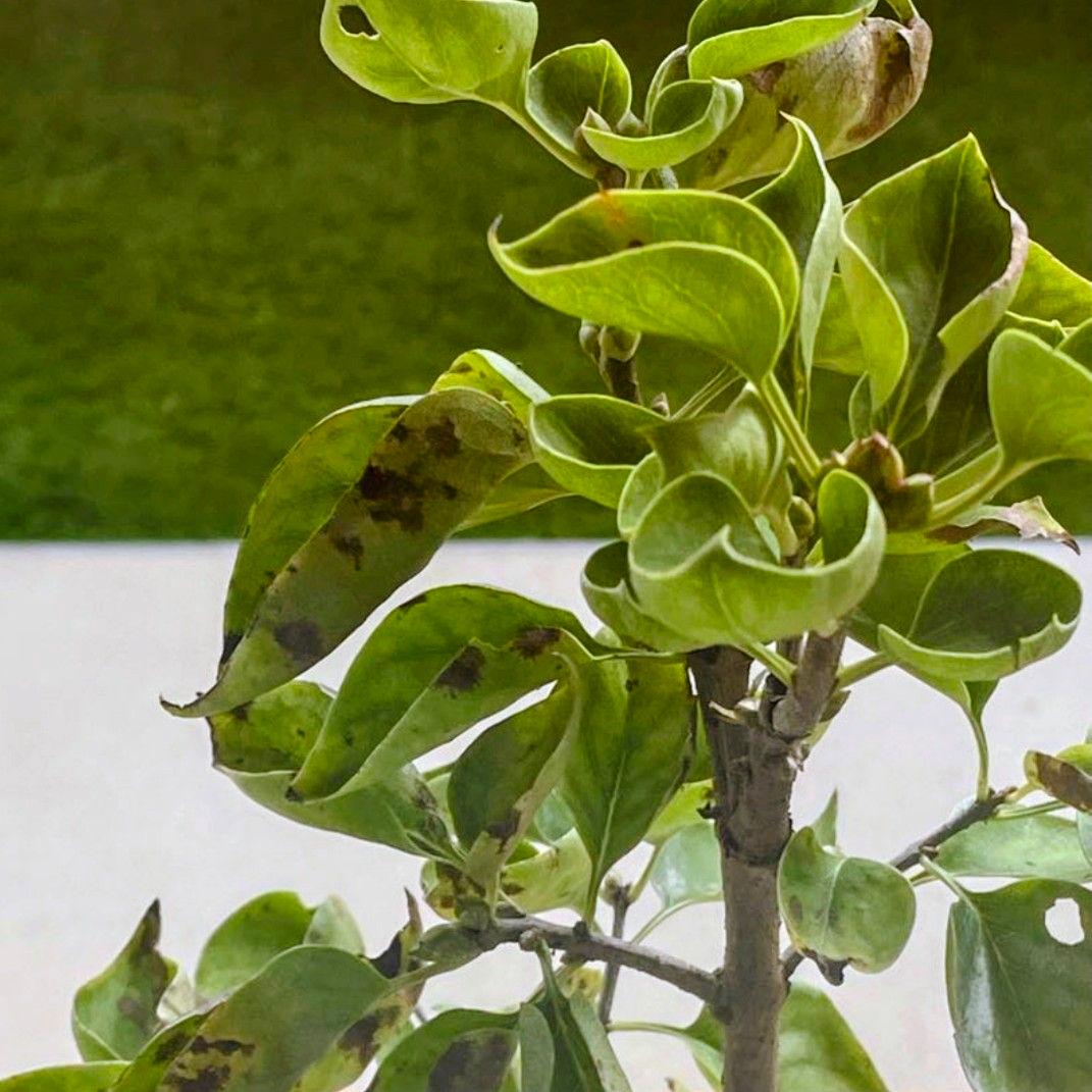 宿根草【フランス産直輸入】 ライラック プレゼントグレイビー