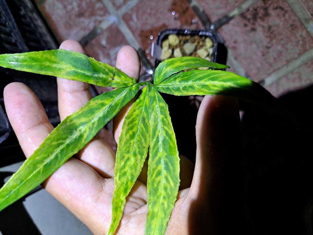 山野草 ホロテンナンショウ 模様葉 開花見込み 休眠中 - メルカリ