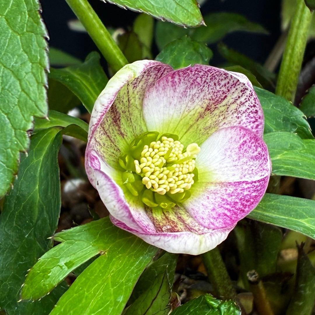 も*読様 3540☘️蕾花タグ付☘️オキシ交配⭐️超小輪⭐️超コロコロカップ⭐️