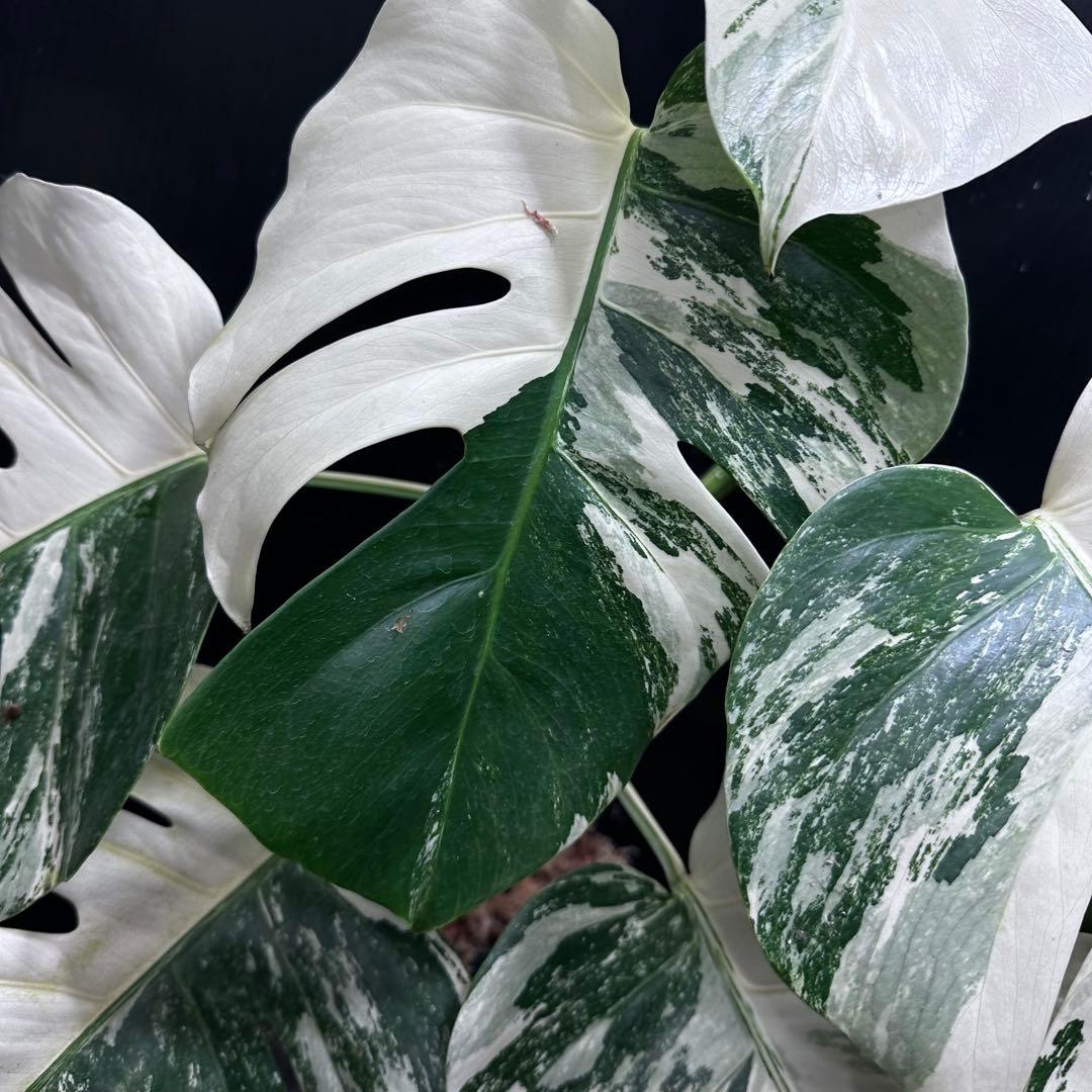 斑入りモンステラ ホワイトタイガー極美大株71cm白斑多 - メルカリ