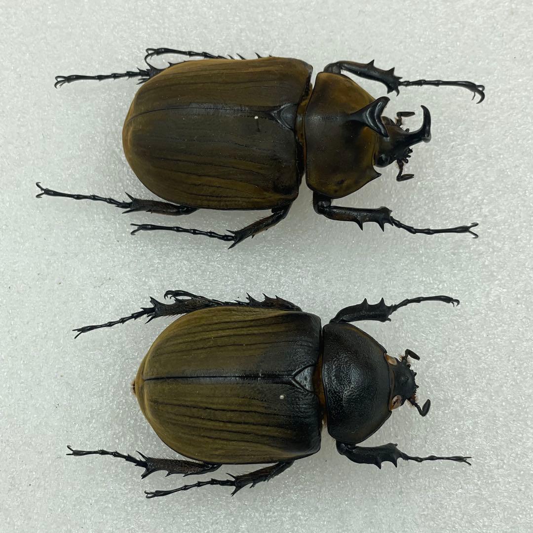 ゴライアスオリエンタリス！大型！標本！の通販はau PAY マーケット