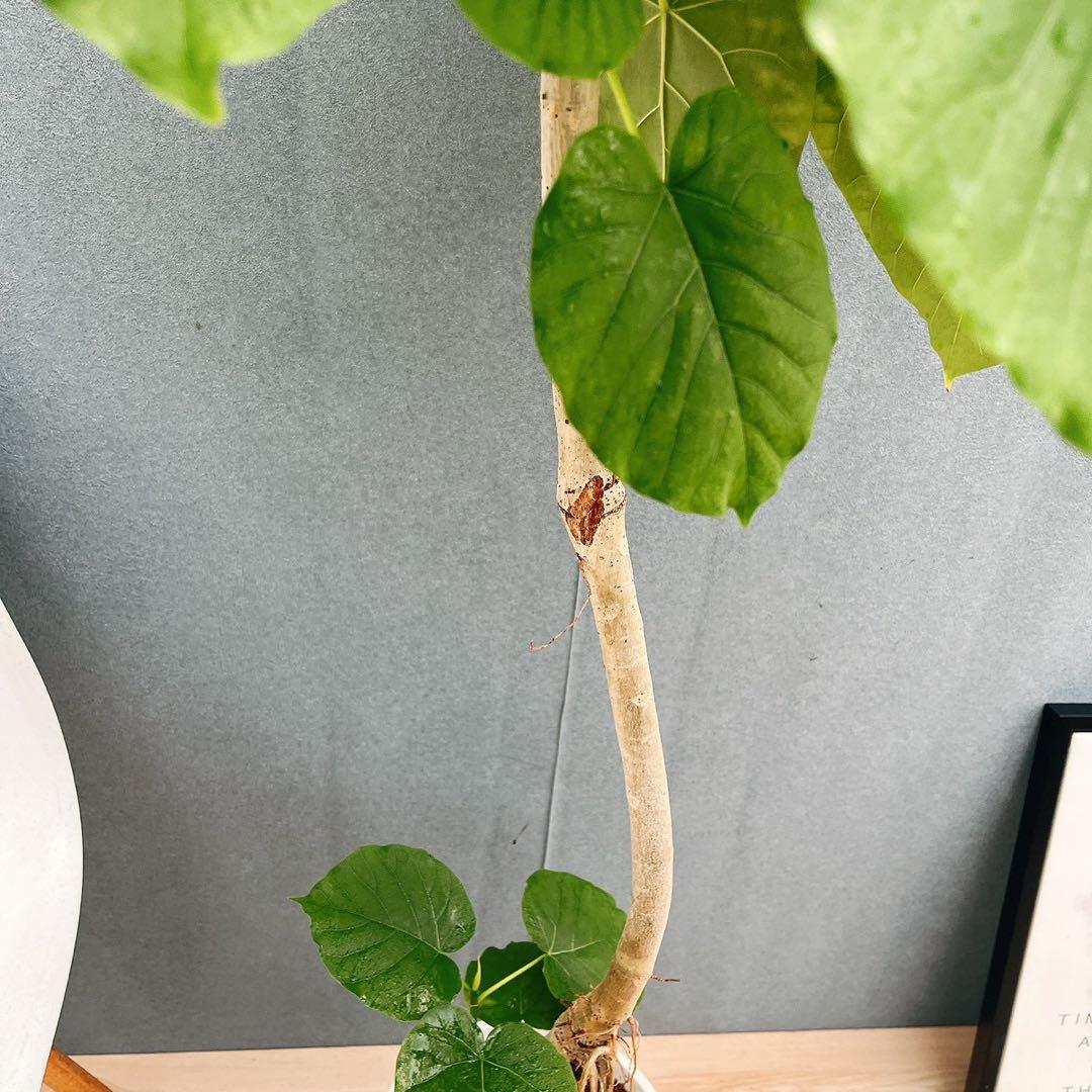 現品］A1 フィカスウンベラータ 8号 観葉植物 室内 大型 ゴムの木 人気