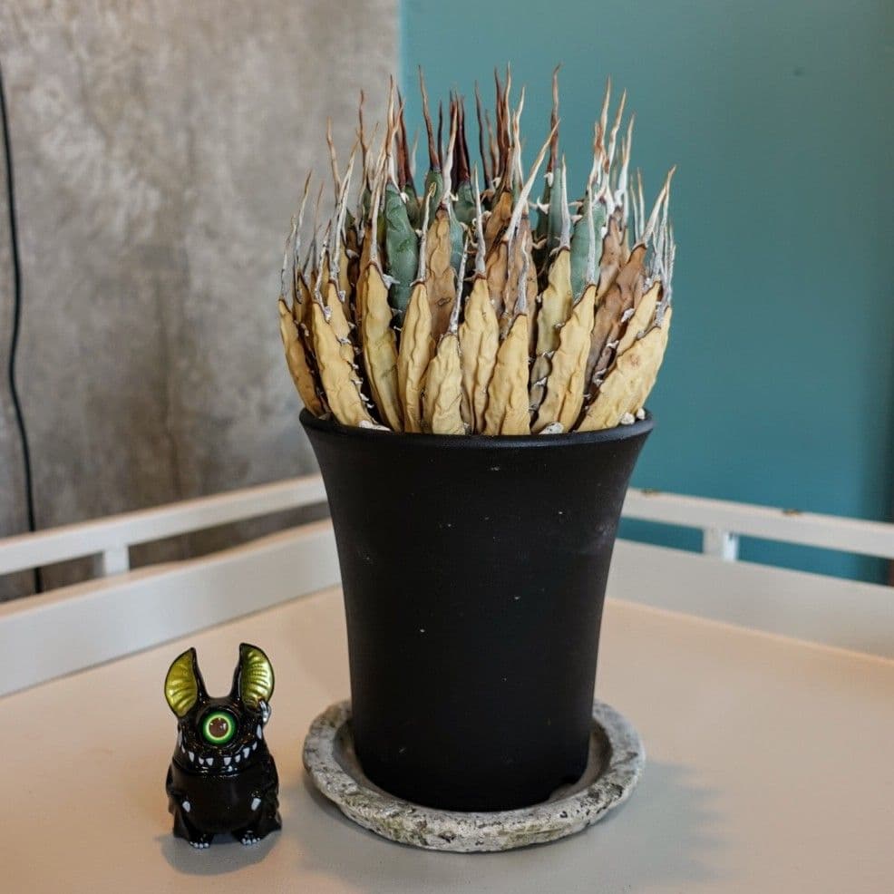 M*1様 お年玉出品！！【発根済・4号サイズ】陽炎ロング棘美株◎エボリスピナ/鉢