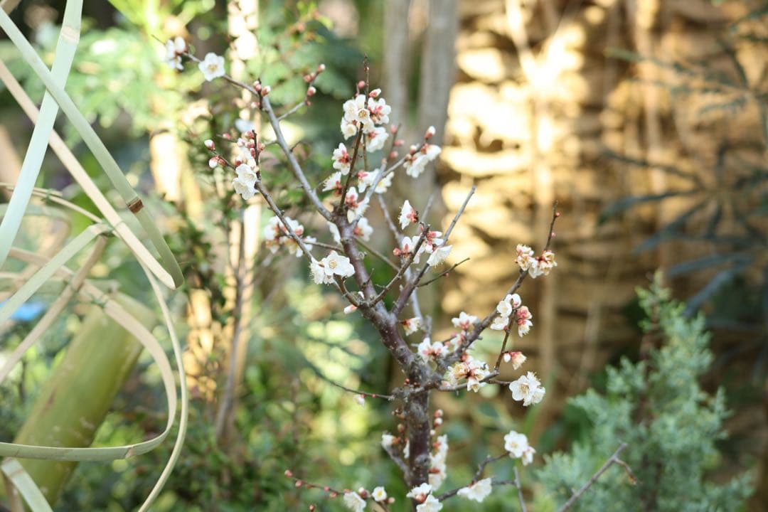 キヤノン Canon EF100-300mmF4.5-5.6 USM（訳あり）