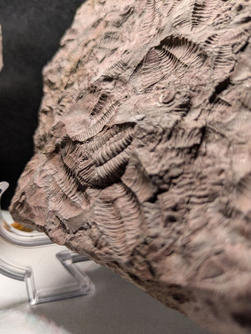 博物館級 三葉虫 群生 化石 標本 地学