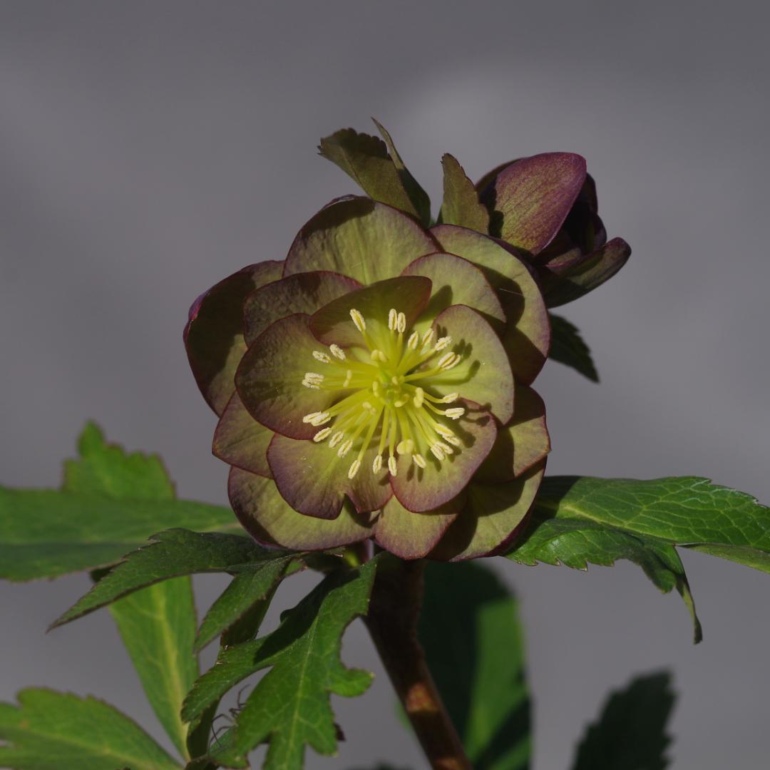 マリアルーベンス 強香 希少！ クリスマスローズ開花 加藤農園 7388