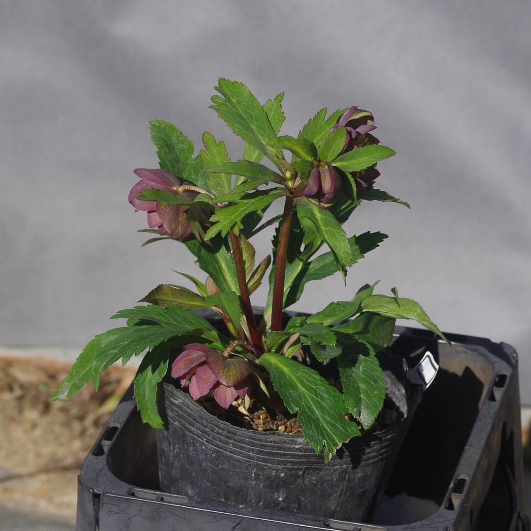 マリアルーベンス 強香 希少！ クリスマスローズ開花 加藤農園 7388