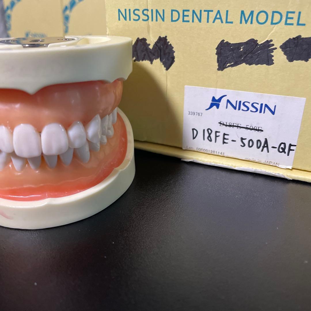 NISSIN歯科模型ニッシンデンタルモデルD18FE-500A-QF全て未形成歯