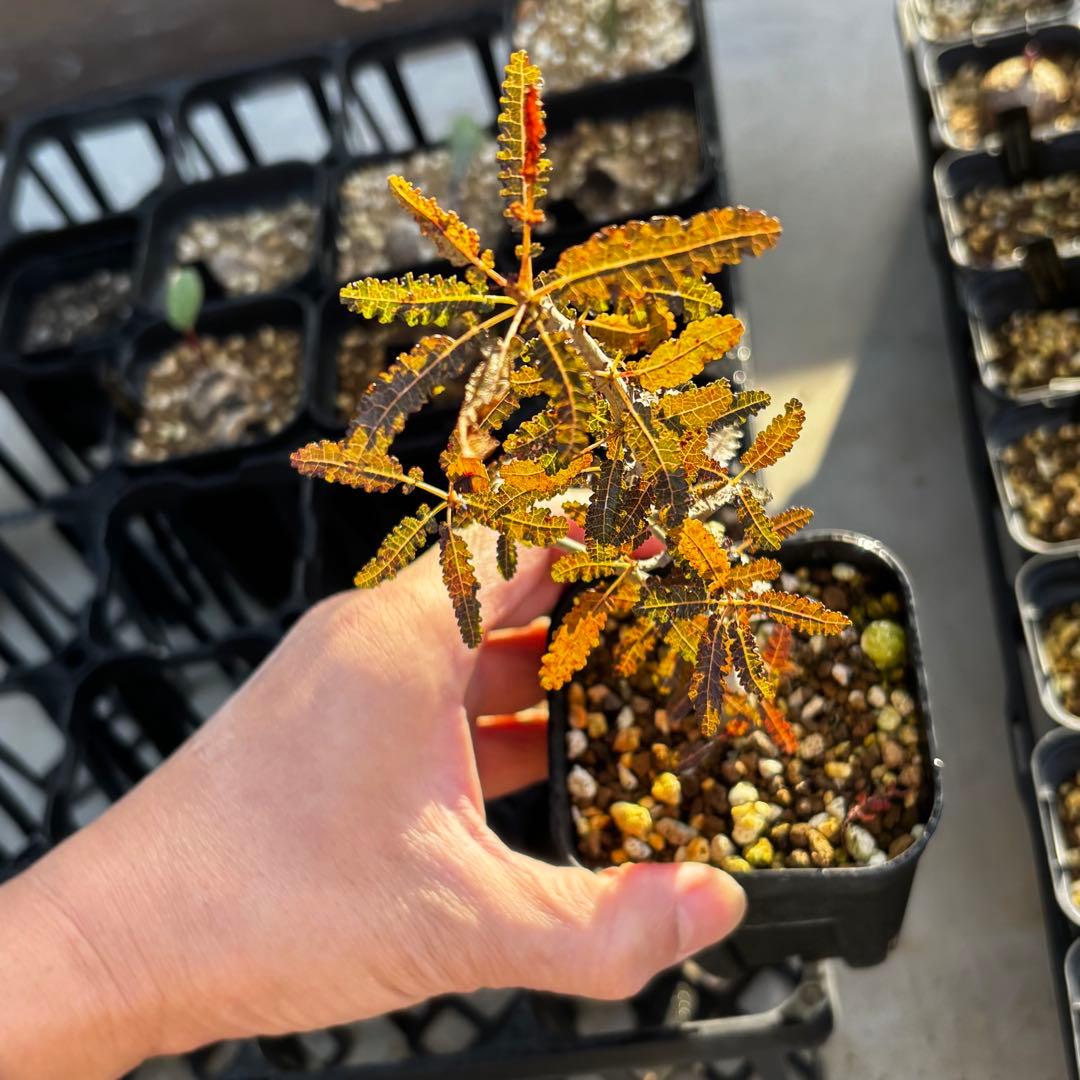 美株 希少 実生 選抜株 ボスウェリア ナナ 塊根 灌木 コーデックス 枝振充実