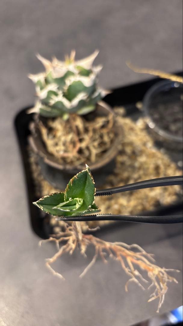 【発根済み】アガベ　CJ-Special 子株　検索)大白鯊、Ivory wa