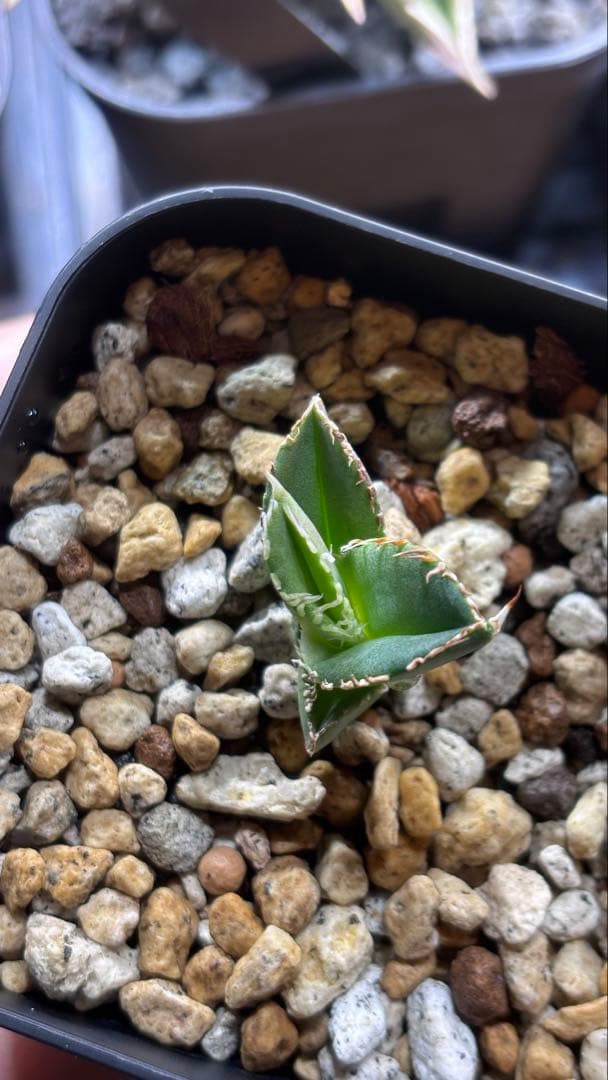 【発根済み】アガベ　CJ-Special 子株　検索)大白鯊、Ivory wa