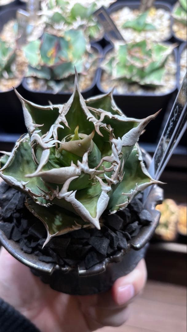 【発根済み】アガベ　CJ-Special 子株　検索)大白鯊、Ivory wa