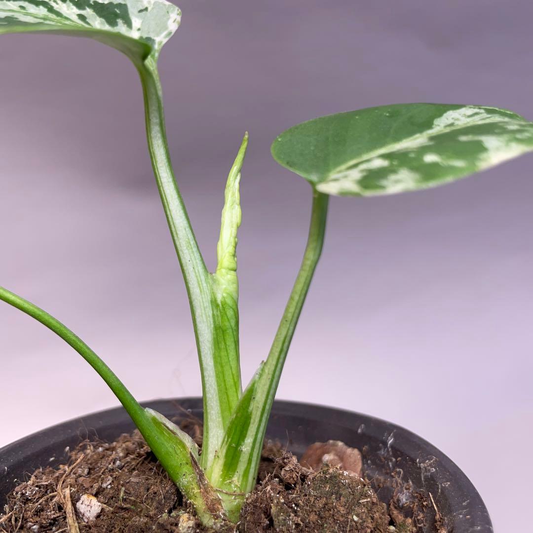 q19品種保証！斑入り保証！Bulbasaurモンステラ バルバソー フシギダネ