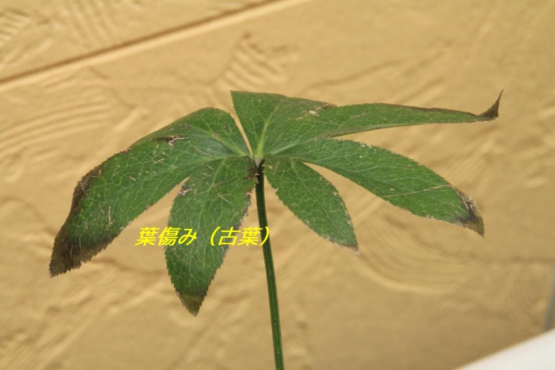 くり様ご確認用 クリスマスローズ未開花株（株分け 小さめ） - メルカリ