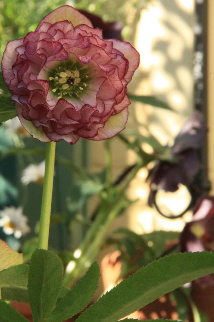 くり様ご確認用 クリスマスローズ未開花株（株分け 小さめ） - メルカリ