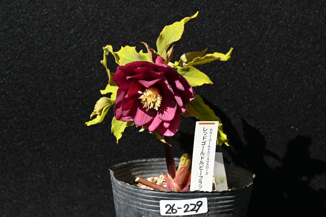 クリスマスローズ 認定ddレッドゴールドルビーフラッシュ 加藤農園