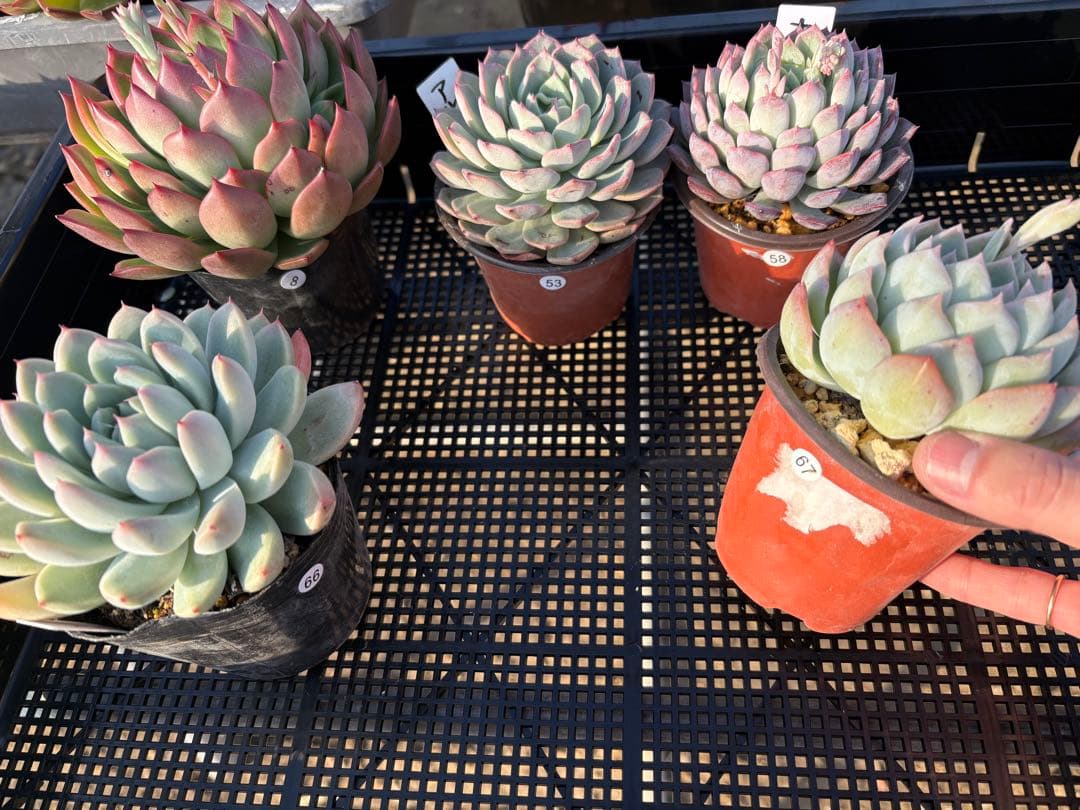 ☆彩乃助☆様 5点おまとめ