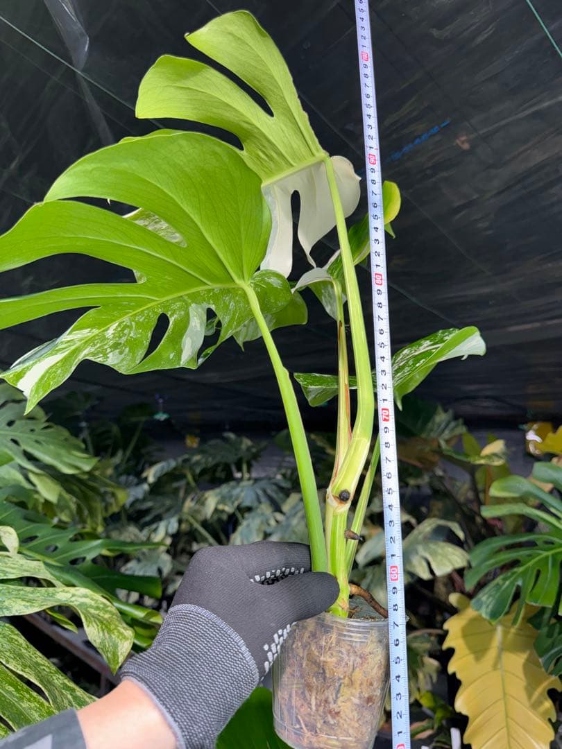 モンステラ ボルギシアナ アルボ ホワイトタイガー斑入り 健康カット苗