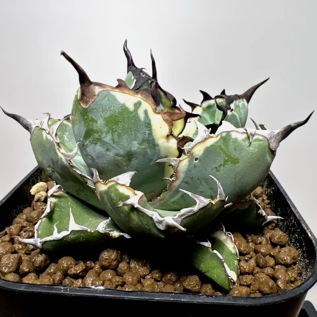 アガベ 鉢植発送 BB錦 斑入り 極上血統 希少株 スペシャル個体 超