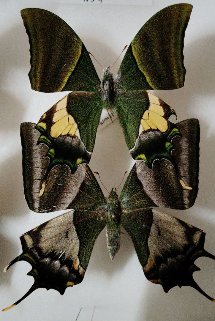 【蝶標本】テングアゲハ ペア！ Yahoo!オークション - 外国産蝶標本 テングアゲハ A' 1Pair＋1♂裏