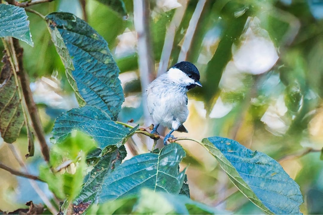 （ニコンＦマウント用超望遠レンズ）SIGMA135-400mmf4.5-5.6
