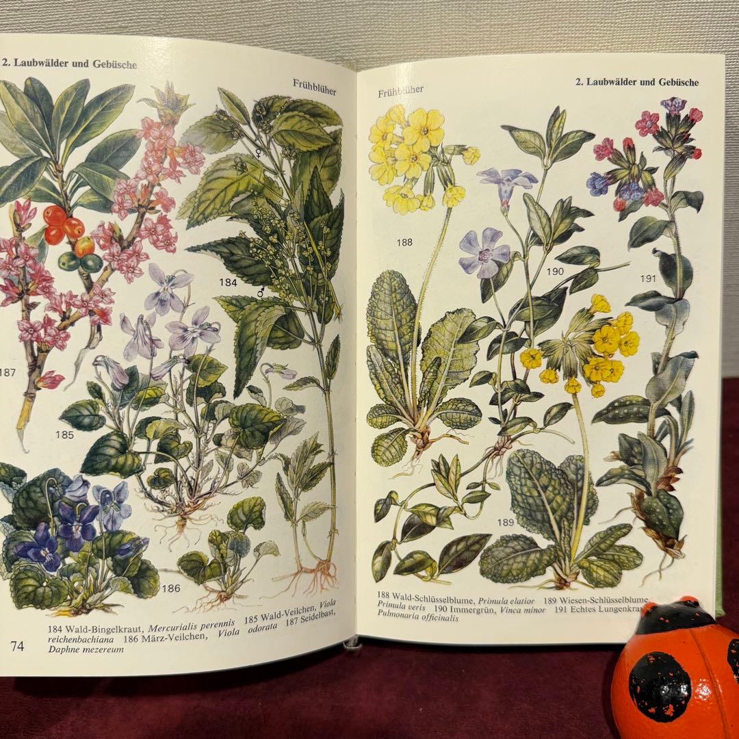224⑩1971年ドイツ語植物図鑑 洋書古書 ジャンクジャーナル ボタン