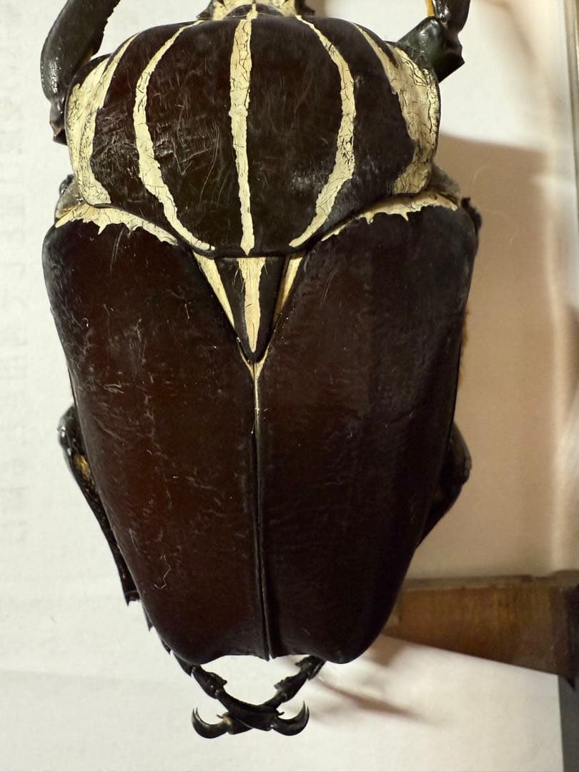 昆虫標本 カメルーン ゴライアスオオツノハナムグリ 約100mm M1 - メルカリ