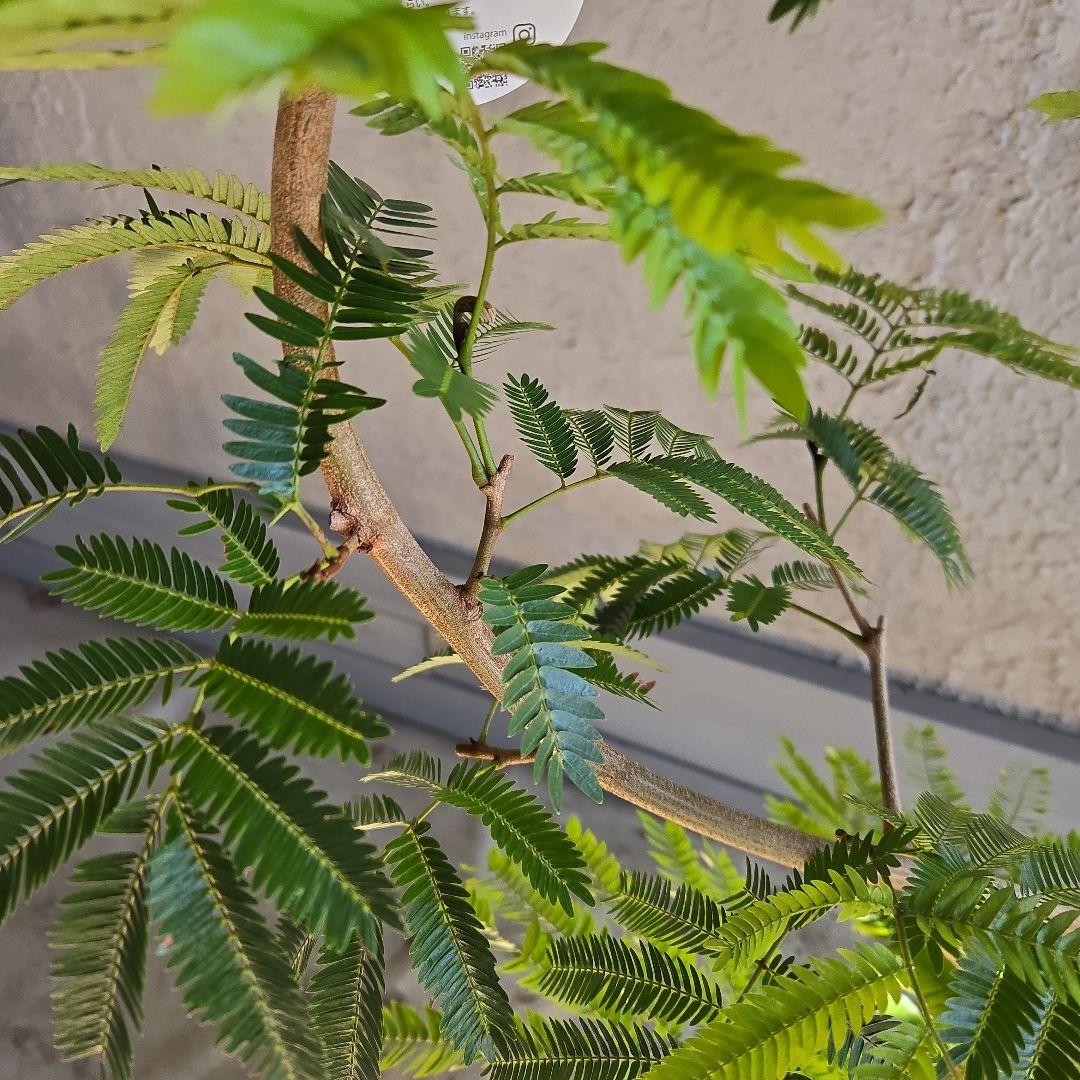 ⑪ エバーフレッシュ曲がり仕立て 8号特大苗木最高等級極上品‼️