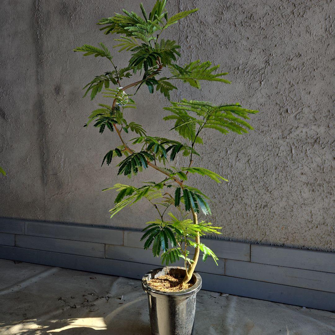 ⑪ エバーフレッシュ曲がり仕立て 8号特大苗木最高等級極上品‼️