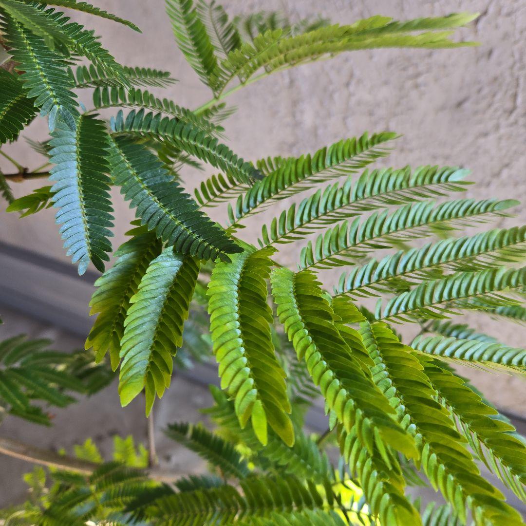 ⑪ エバーフレッシュ曲がり仕立て 8号特大苗木最高等級極上品‼️