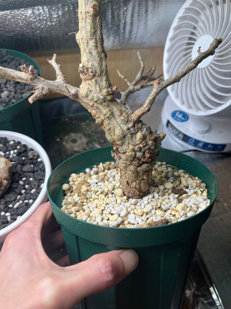 早い者勝ち 超極太 実生 パキプス オペルクリカリアパキプス - メルカリ