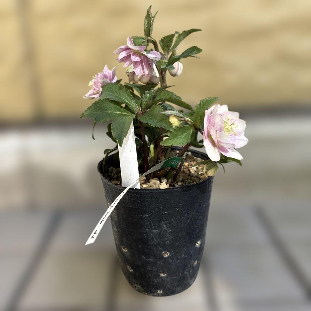 いろはhyb dd 大木ナーサリー クリスマスローズ タグ付き 現品 開花株